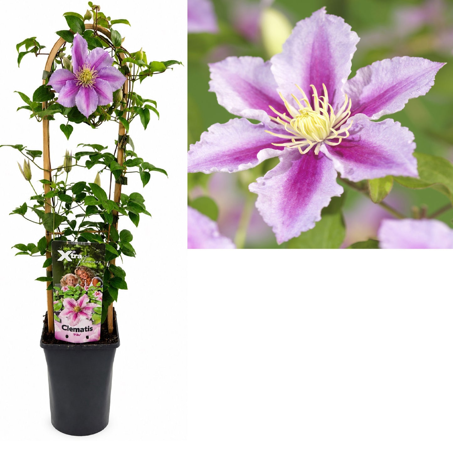 Clematis Piilu 75cm 17cm Pot