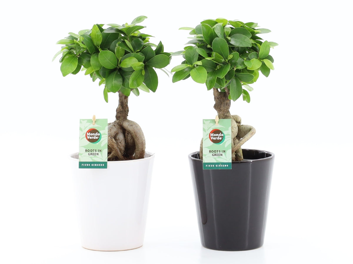 Ficus Ginseng 35cm 13cm Pot