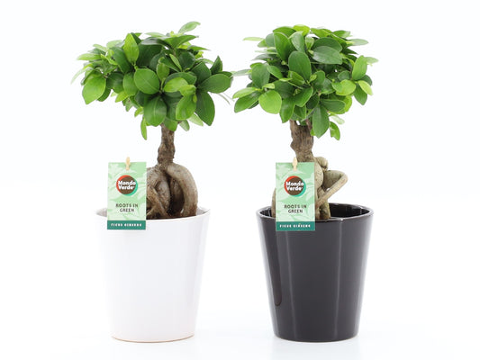 Ficus Ginseng 35cm 13cm Pot