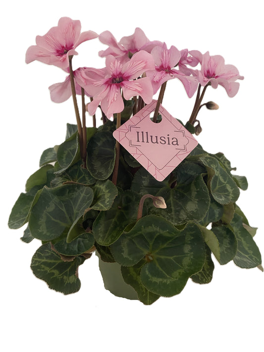 Cyclamen Illusia 30cm 13cm Pot