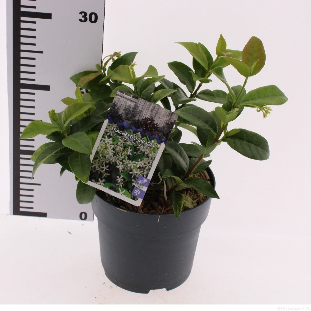 Snepvangers Tuinplanten Trachelospermum jasminoides Pack of 6