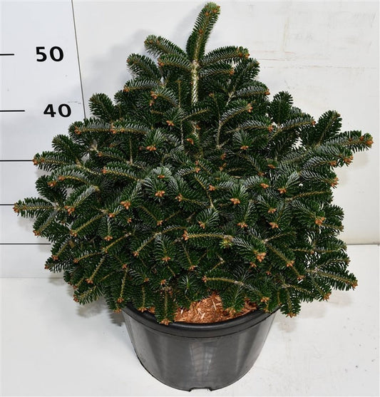 Abies nordmanniana 50cm 38cm Pot