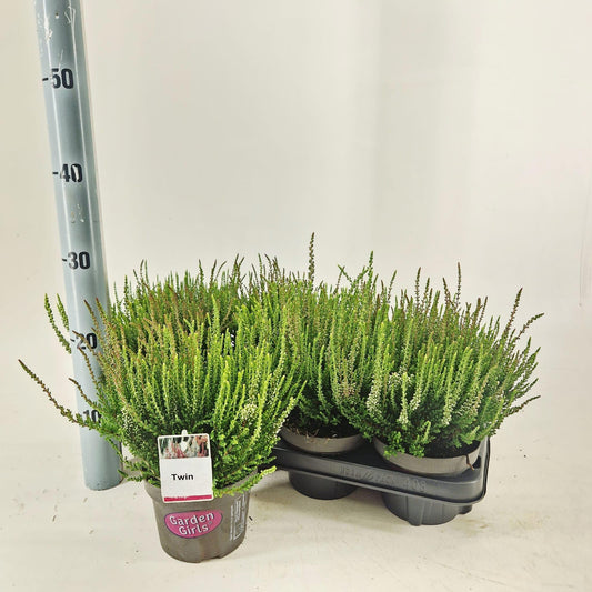 Calluna Garden Girls twin 25cm 13cm Pot