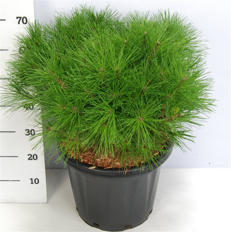 Pinus Alice Verkade 70cm 38cm Pot