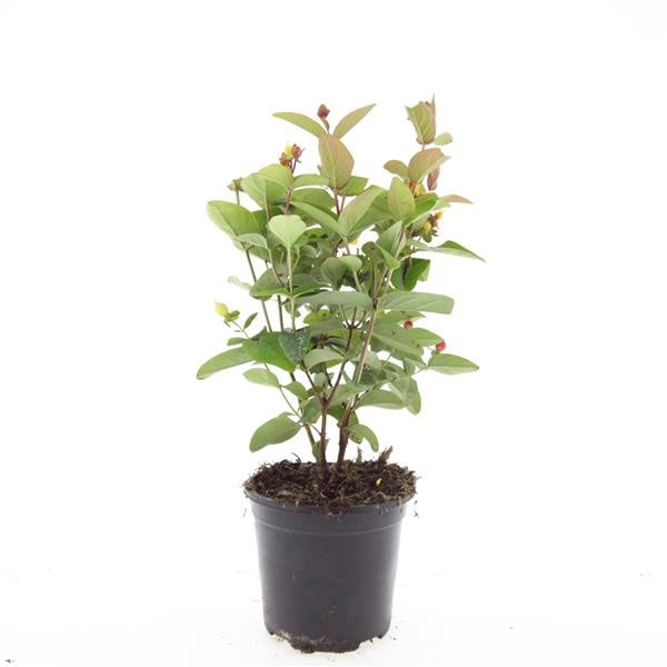 Hypericum Magical Red 10cm 14cm Pot