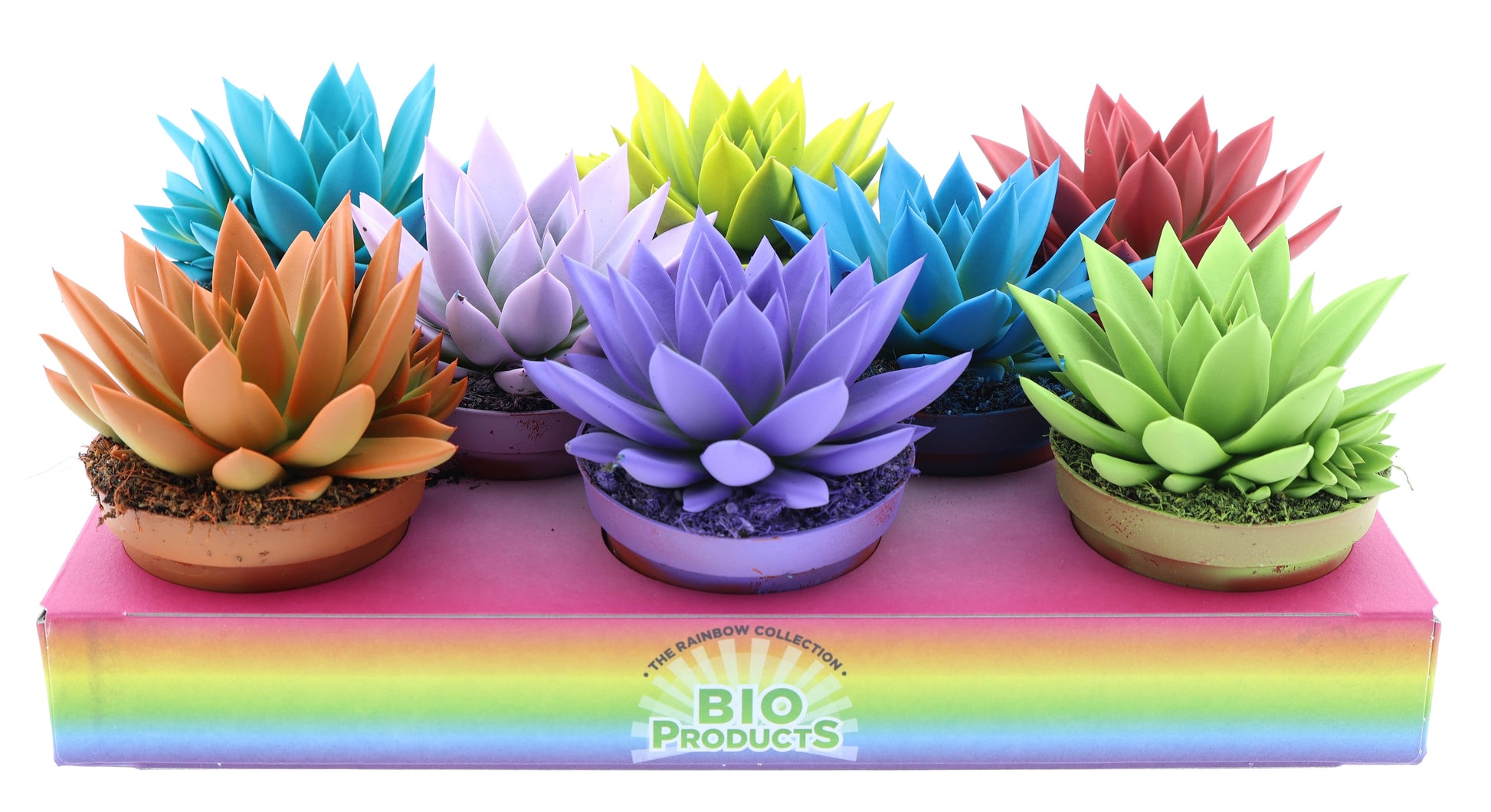 Euro Cactus Holland Bv Rainbow mix Pack of 8
