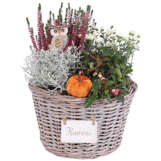 Outdoor arrangement 35cm 27cm Pot
