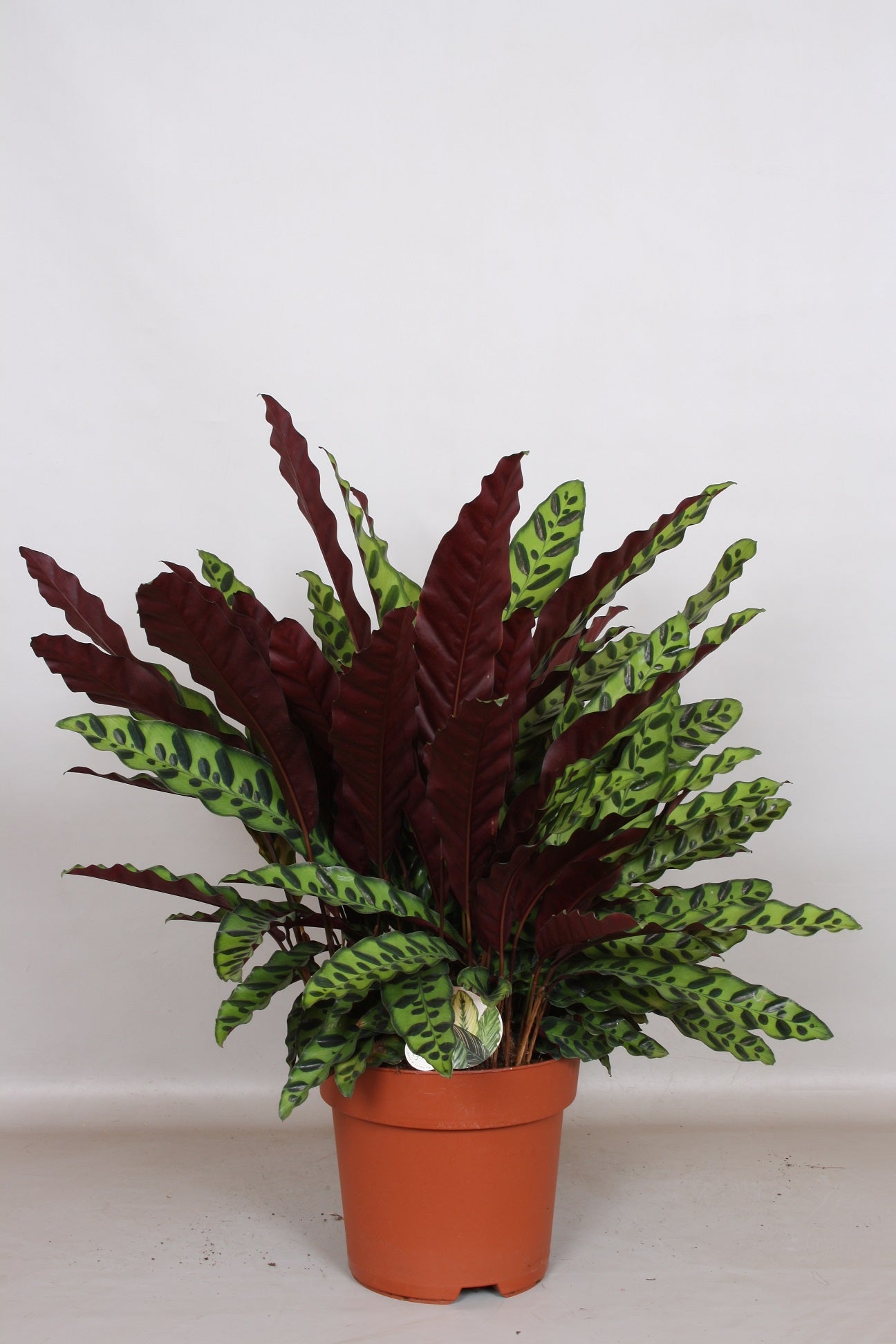 Calathea lancifolia 70cm 24cm Pot