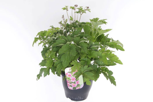 Anemone hupehensis 55cm 23cm Pot