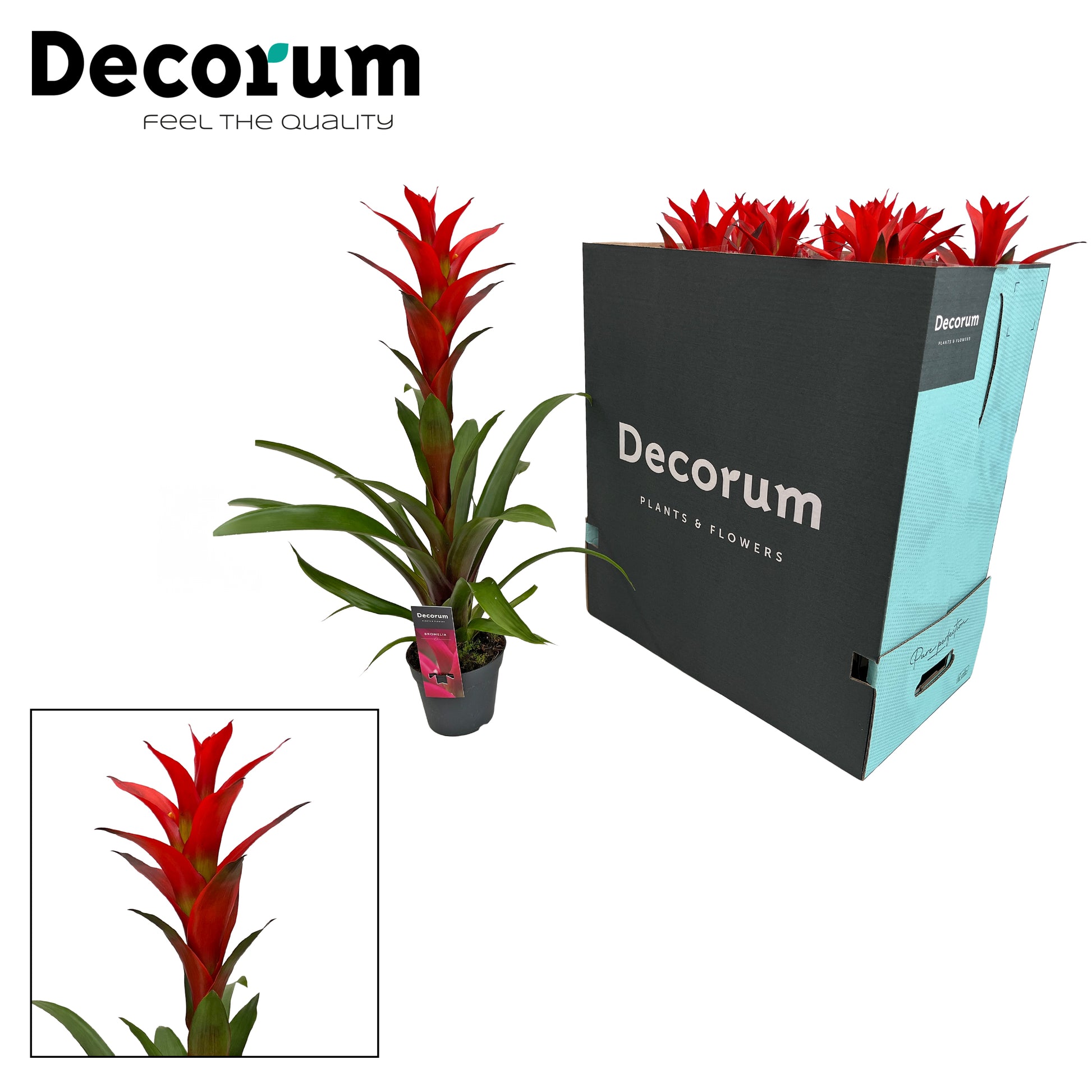 Guzmania Ostara 65cm 13cm Pot