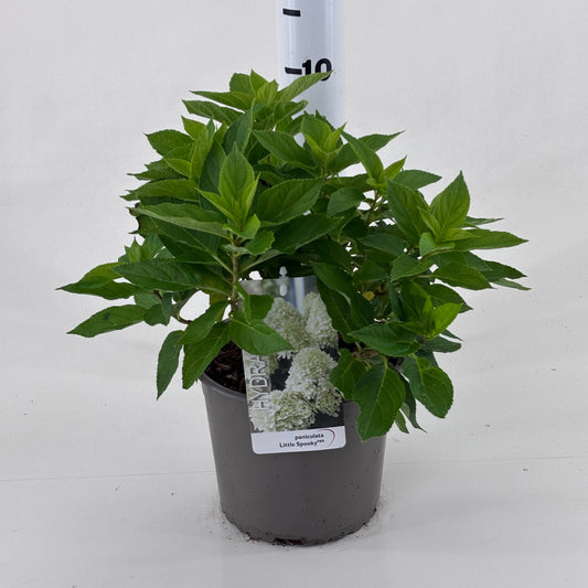 Hydrangea pan. Little Spooky 25cm 19cm Pot
