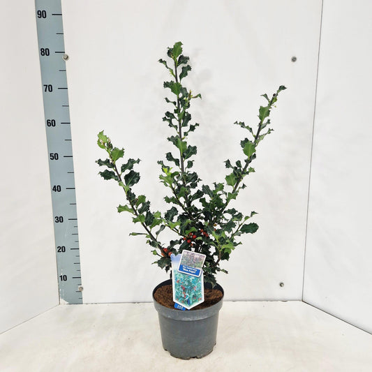 Ilex meserveae Blue Angel 75cm 19cm Pot