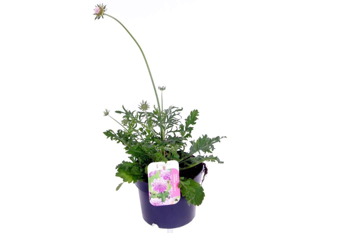 Scabiosa Pink Mist 50cm 17cm Pot