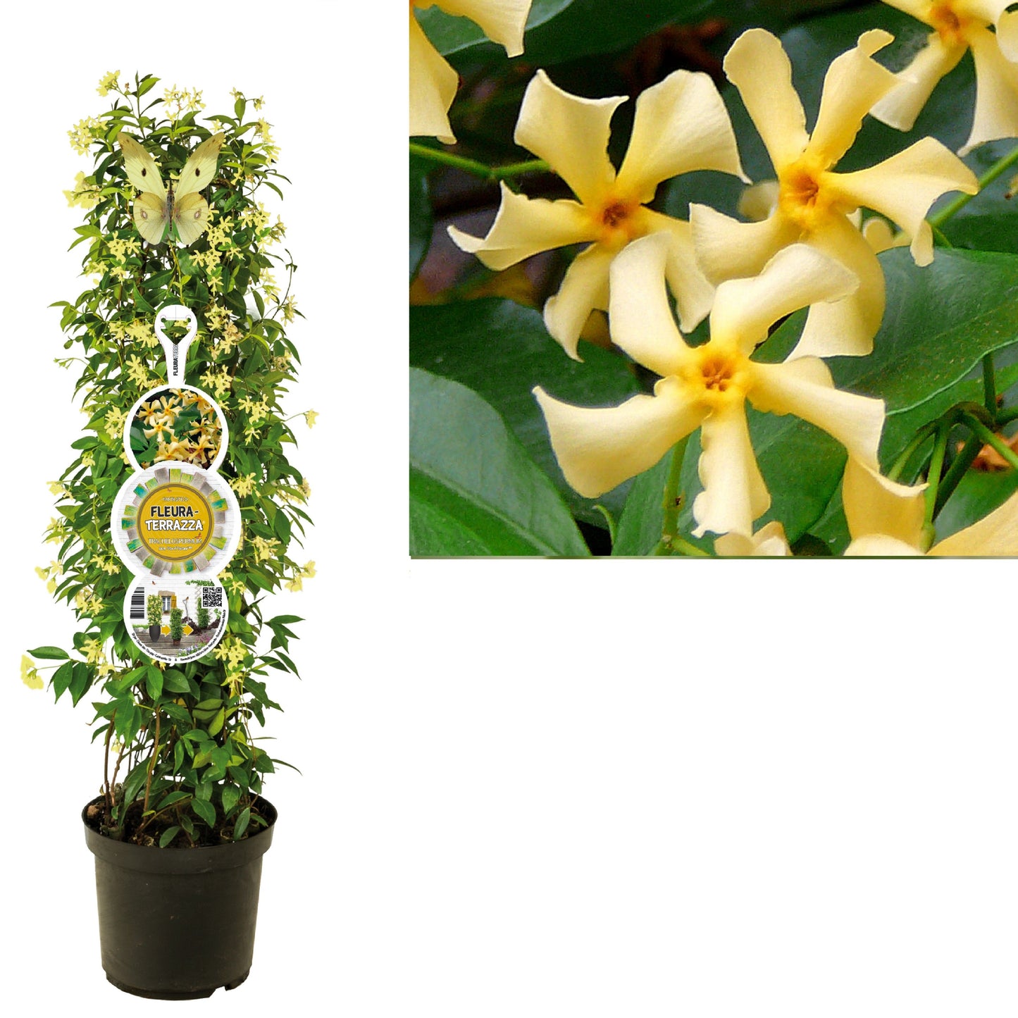 Trachelospermum Star of Toscane 115cm 28cm Pot