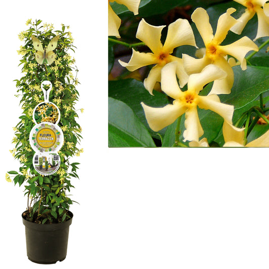 Trachelospermum Star of Toscane 115cm 28cm Pot