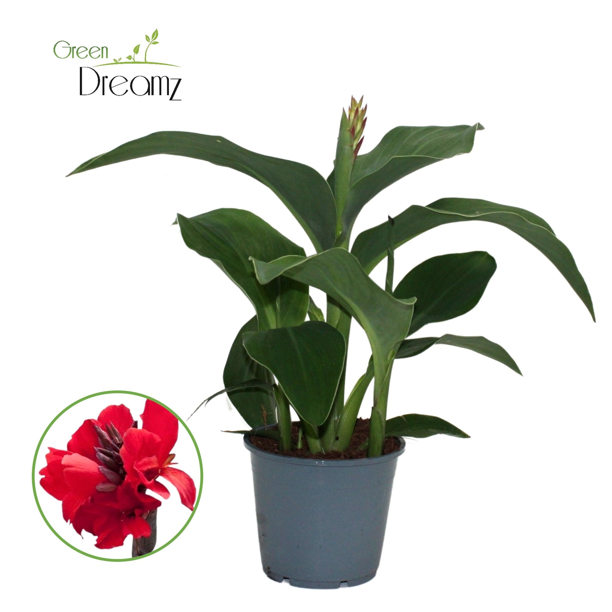 Canna Cannova Red Shades 40cm 14cm Pot