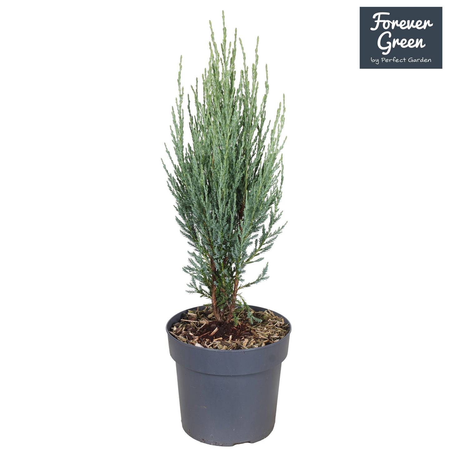 Juniperus Blue Arrow 40cm 19cm Pot