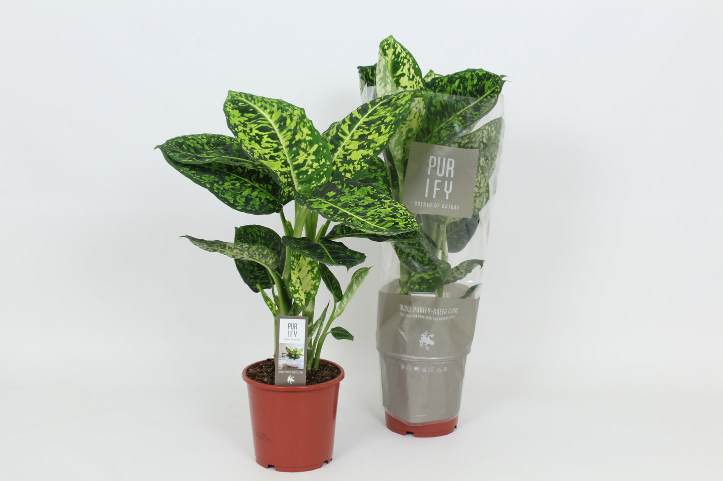 Dieffenbachia Reflector 60cm 17cm Pot