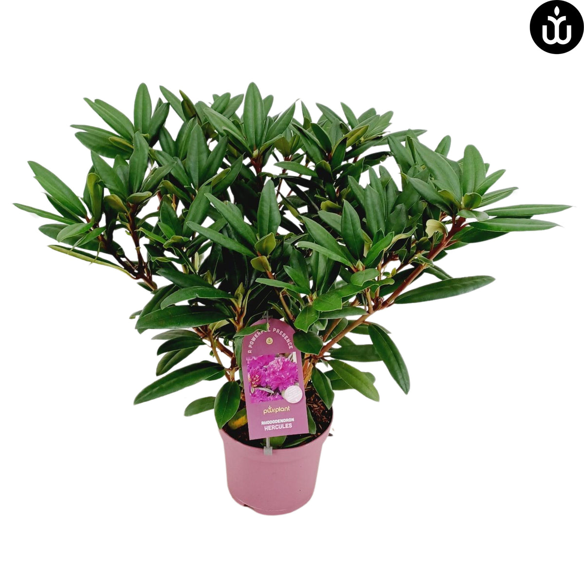 Rhododendron hippophaeoides 70cm 23cm Pot