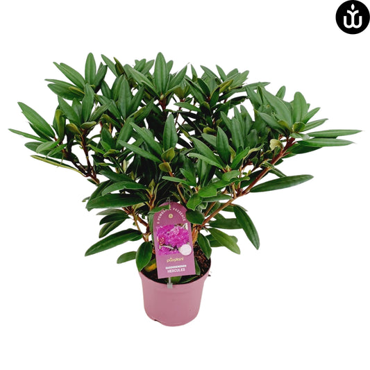Rhododendron hippophaeoides 70cm 23cm Pot