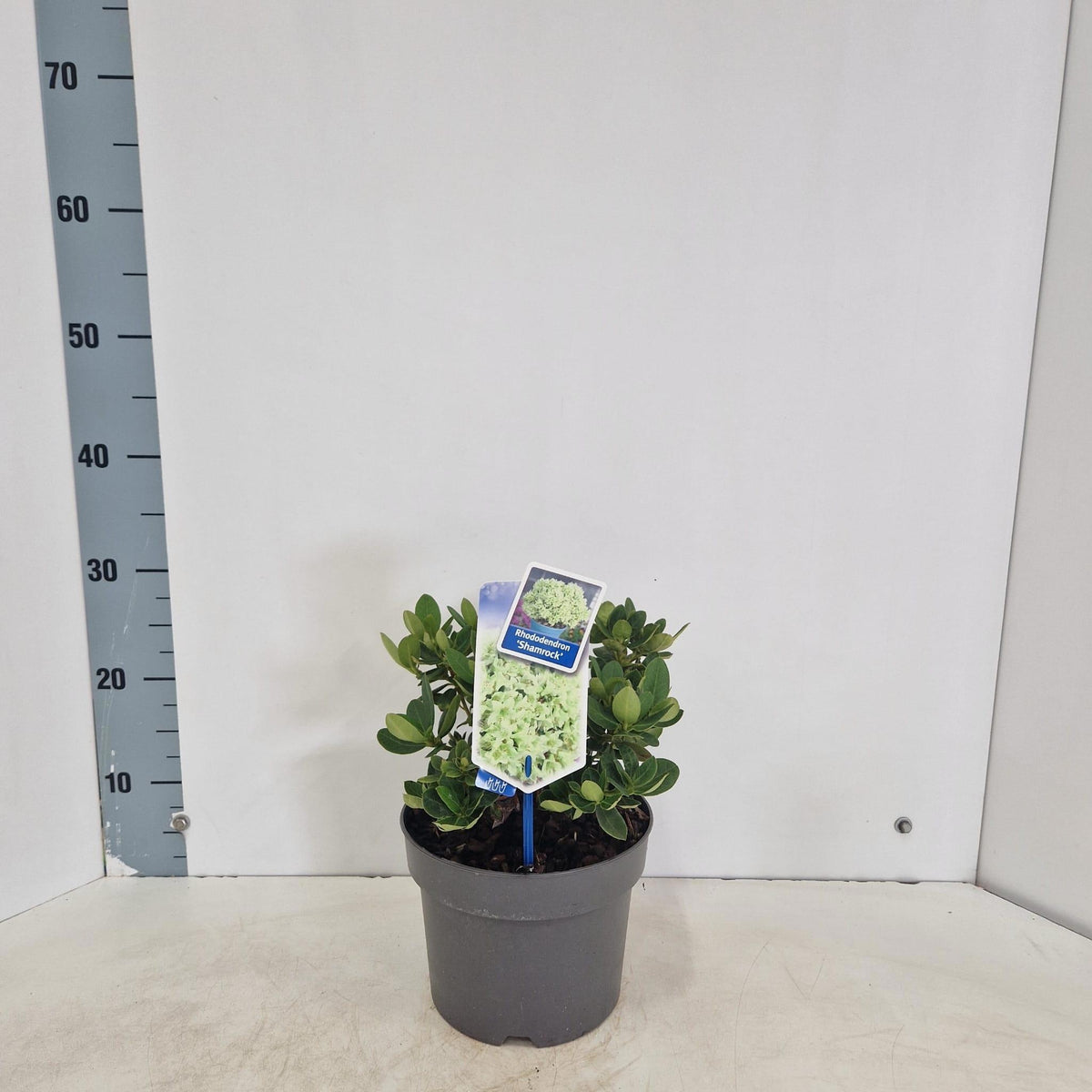 Rhododendron Shamrock 35cm 19cm Pot