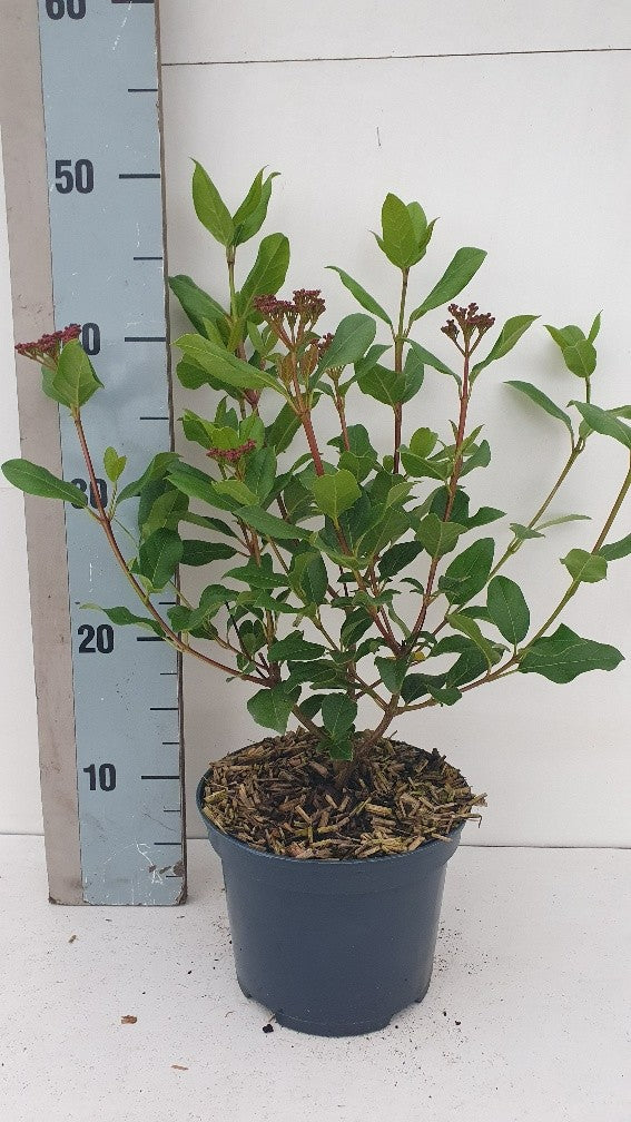 Viburnum tinus Gwenllian 50cm 17cm Pot