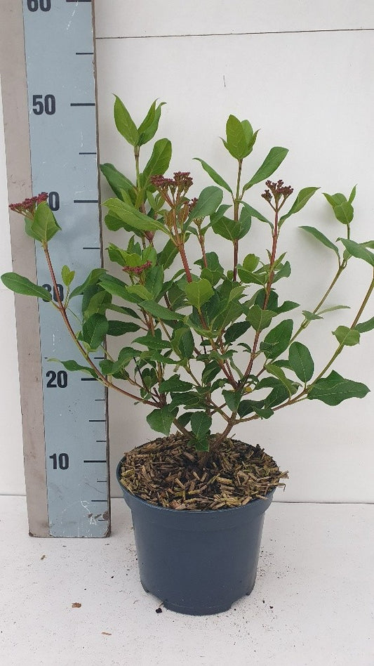 Viburnum tinus Gwenllian 50cm 17cm Pot