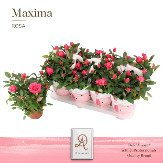 Rosa Infinnity Princess dark pink 32cm 14cm Pot