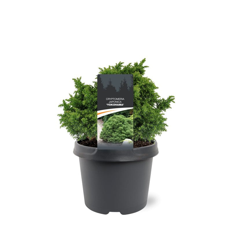 Cryptomeria japonica mix 25cm 19cm Pot
