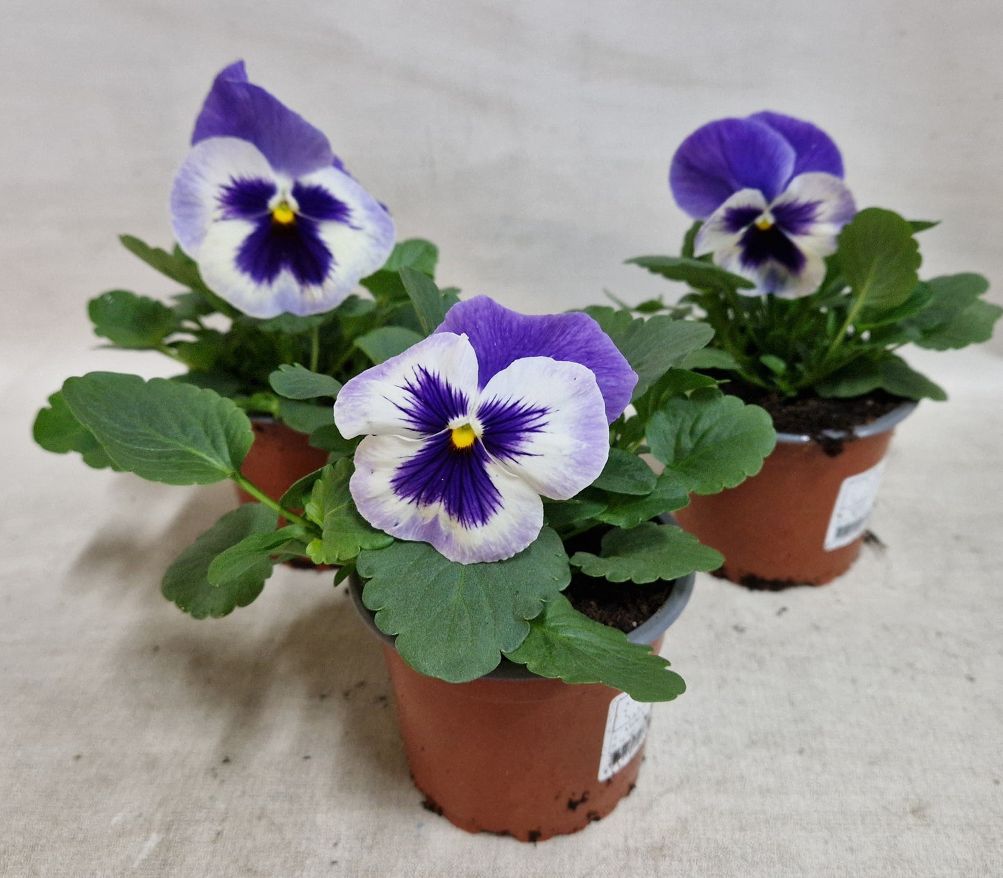 Spaloo-Plant Viola Carneval Special Marina Pack of 18