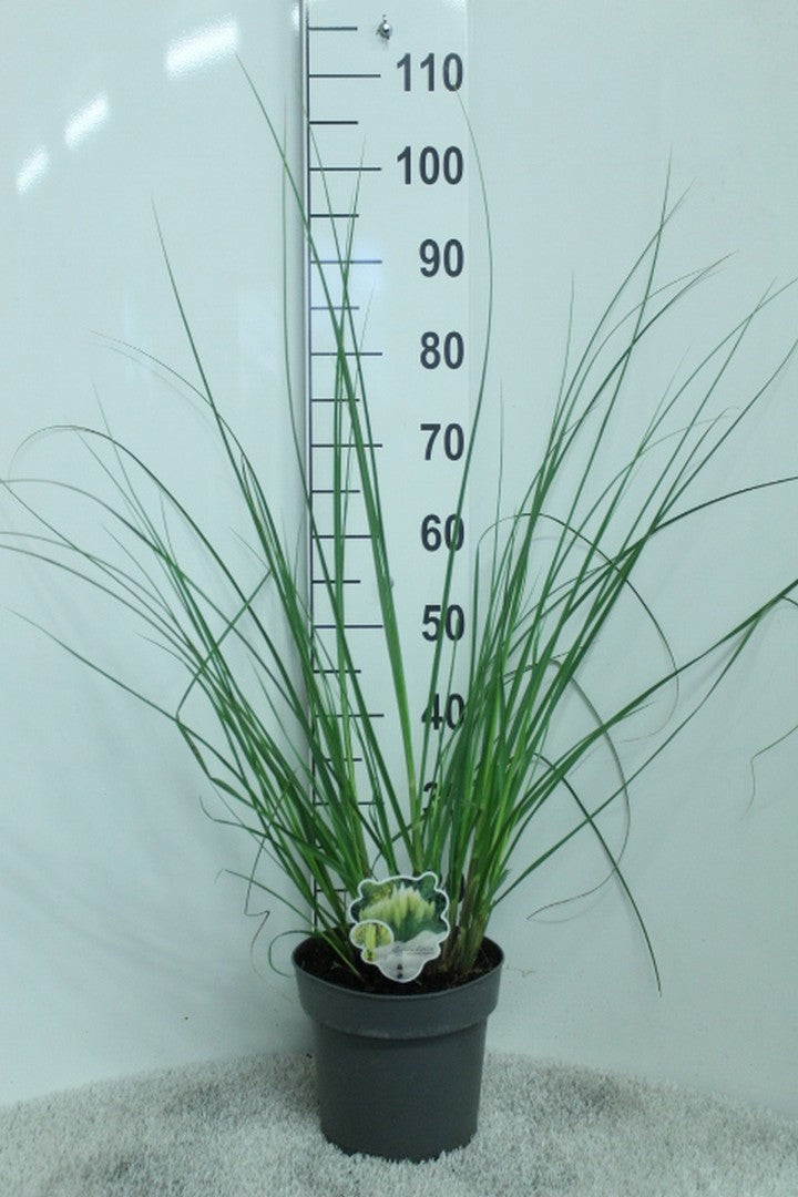 Cortaderia sellona Pumila 100cm 23cm Pot