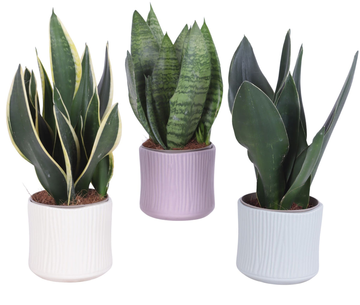 Sansevieria trifasciata 35cm 13cm Pot