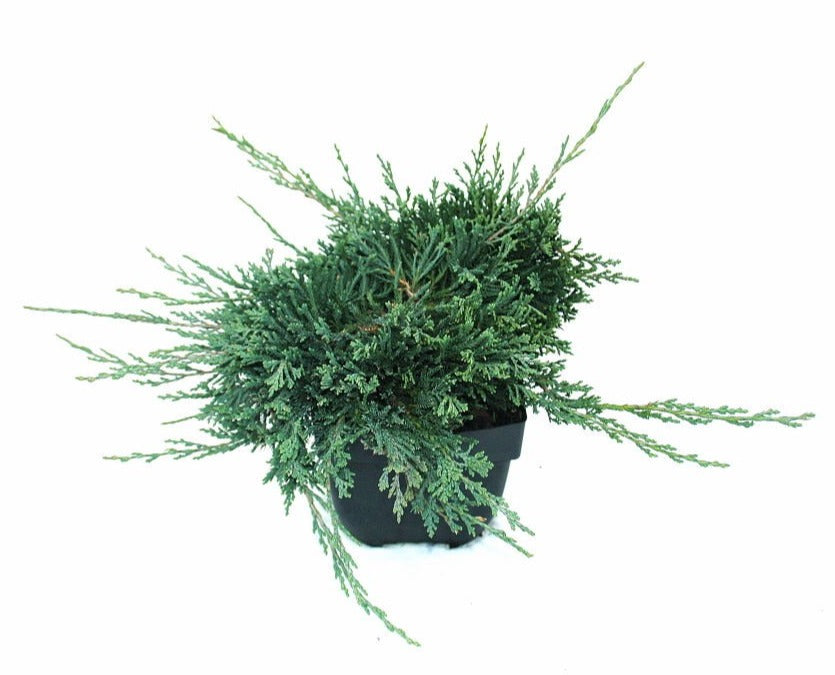 Juniperus Wiltonii 30cm 17cm Pot