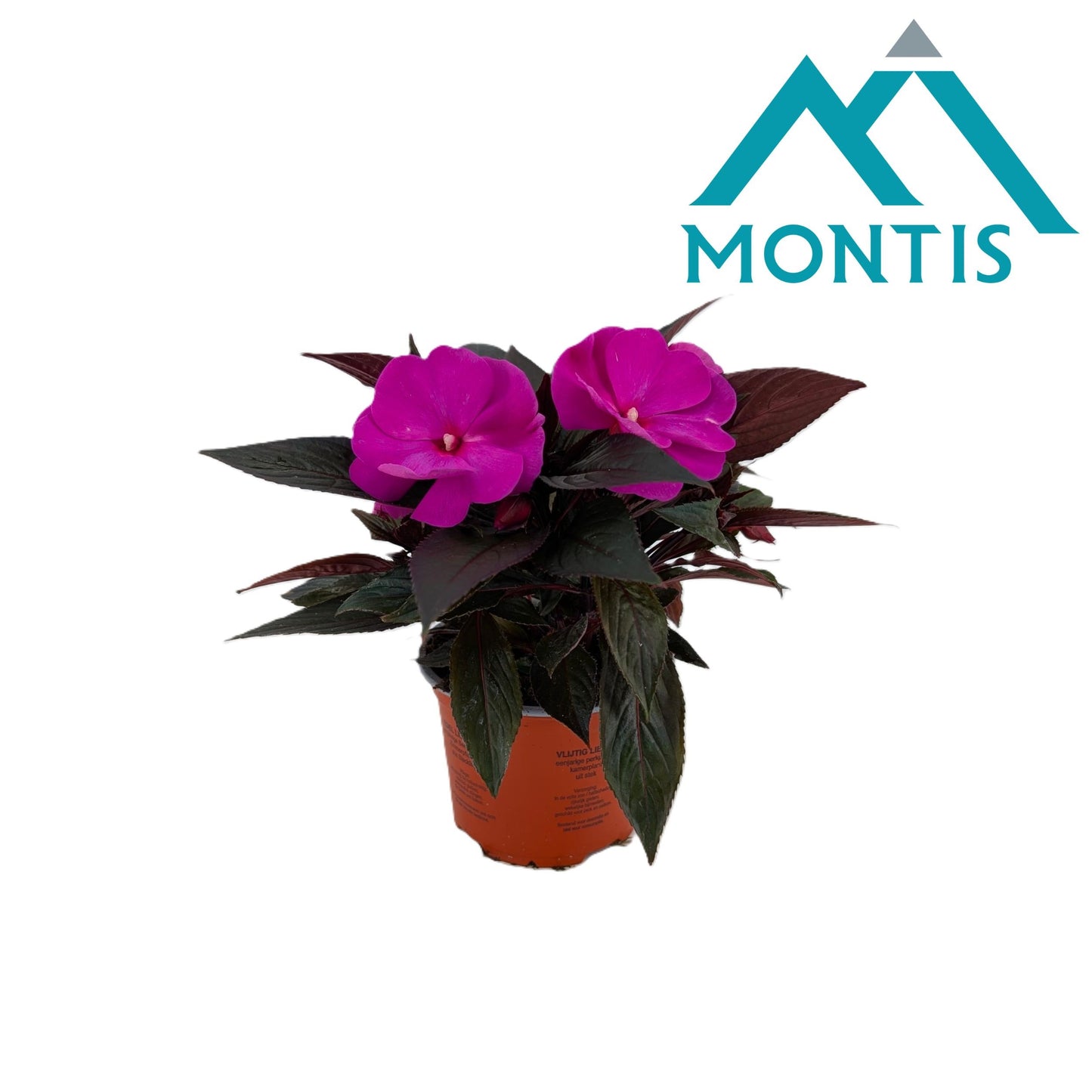 Impatiens ng. Colorpower Violet 25cm 13cm Pot