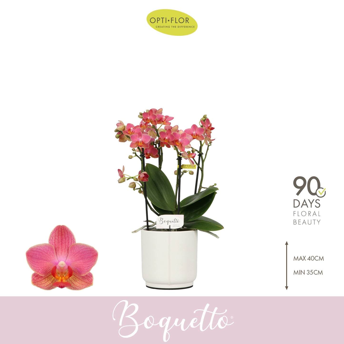 Phalaenopsis Boquetto Charme 35cm 12cm Pot