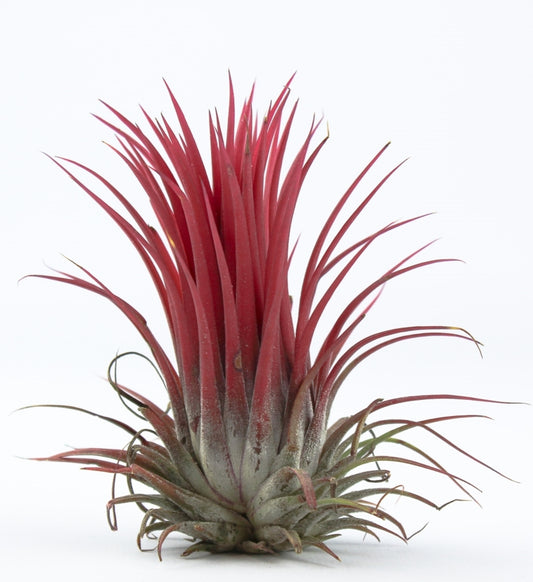 Tillandsia ionantha red 6cm 6cm Pot