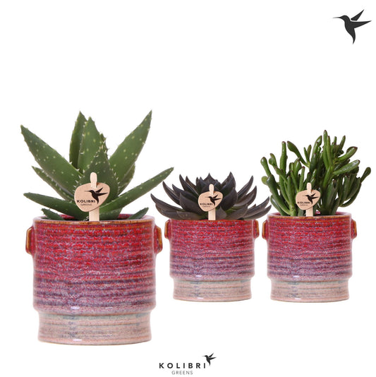 Kolibri Greens Succulents mix 21cm 9cm Pot