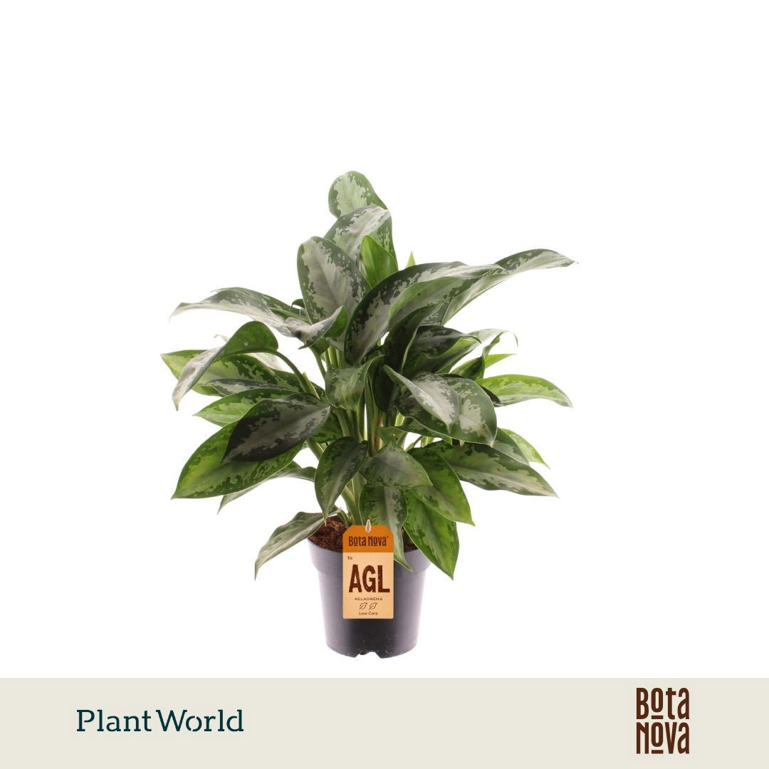 Aglaonema Jubilee 40cm 14cm Pot