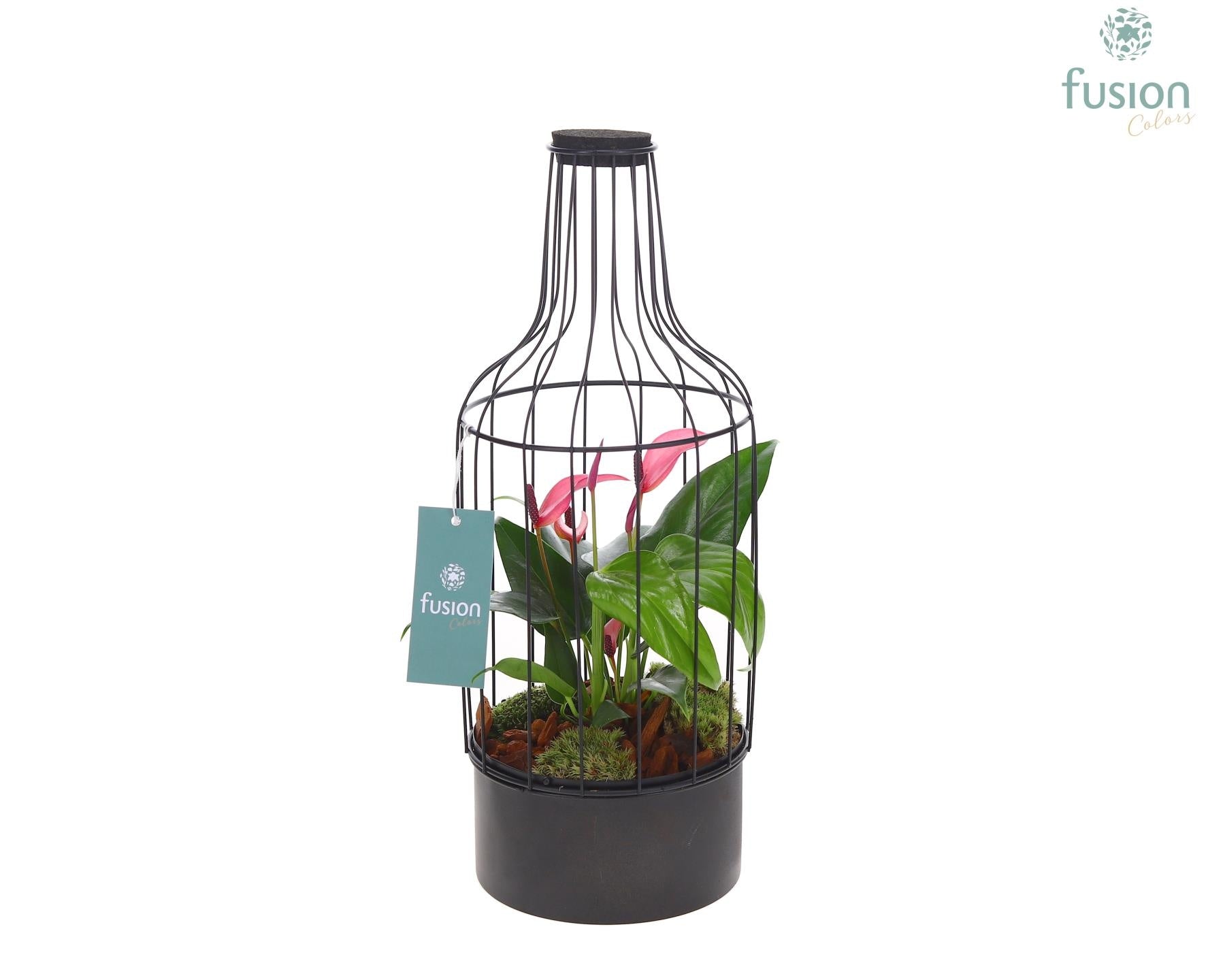 Metaal fles zwart Medium met Anthurium 35cm 15cm Pot