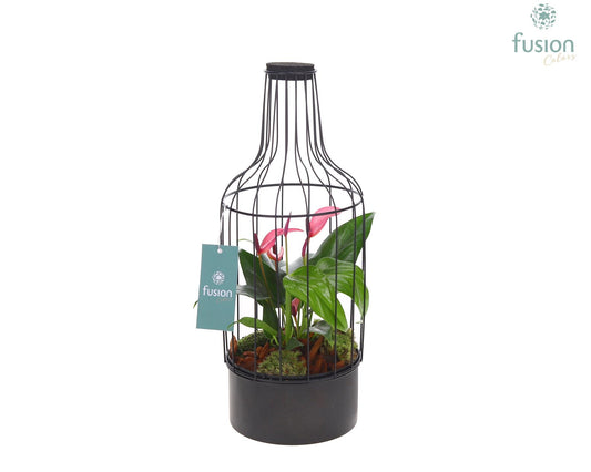 Metaal fles zwart Medium met Anthurium 35cm 15cm Pot