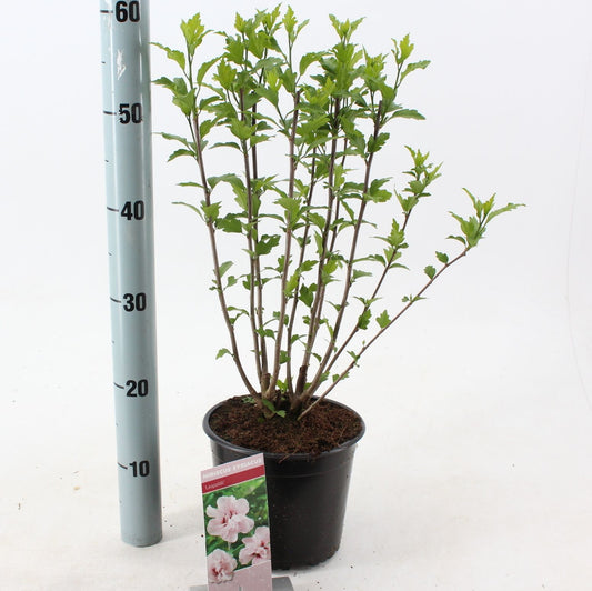 Hibiscus syriacus Leopoldii 50cm 19cm Pot