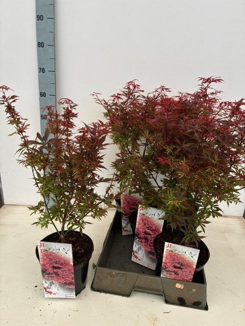 Acer Shaina 60cm 19cm Pot