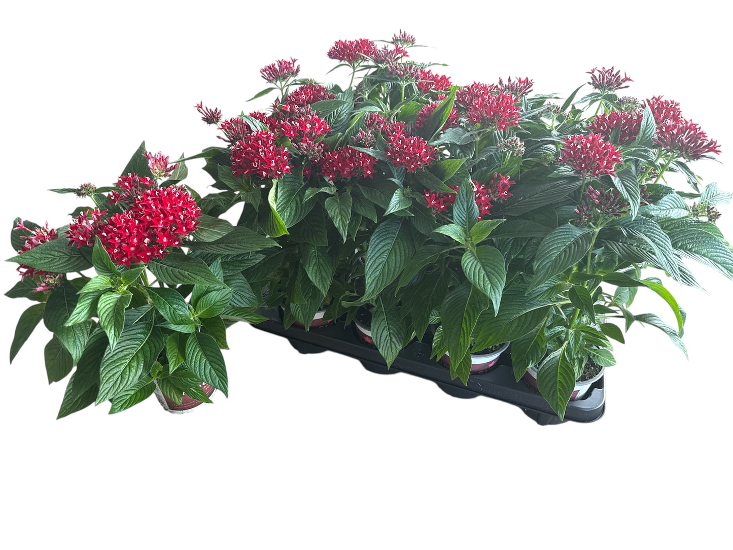 Scheffers, A.J.S. Pentas Lucky Star Dark Red Pack of 8