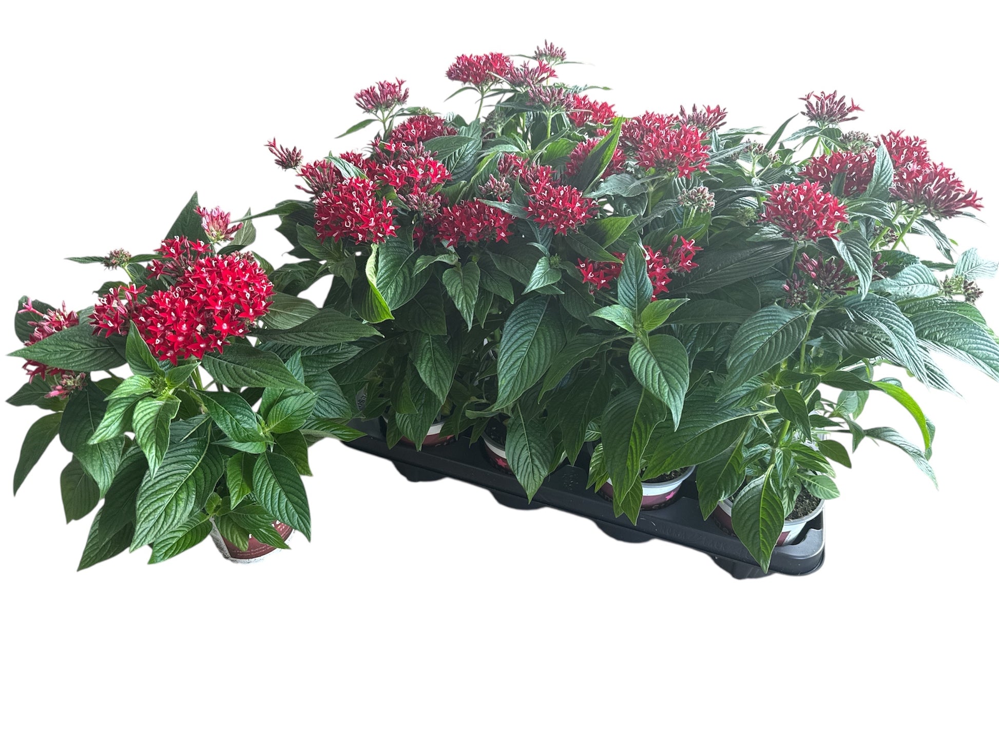 Scheffers, A.J.S. Pentas Lucky Star Dark Red Pack of 8