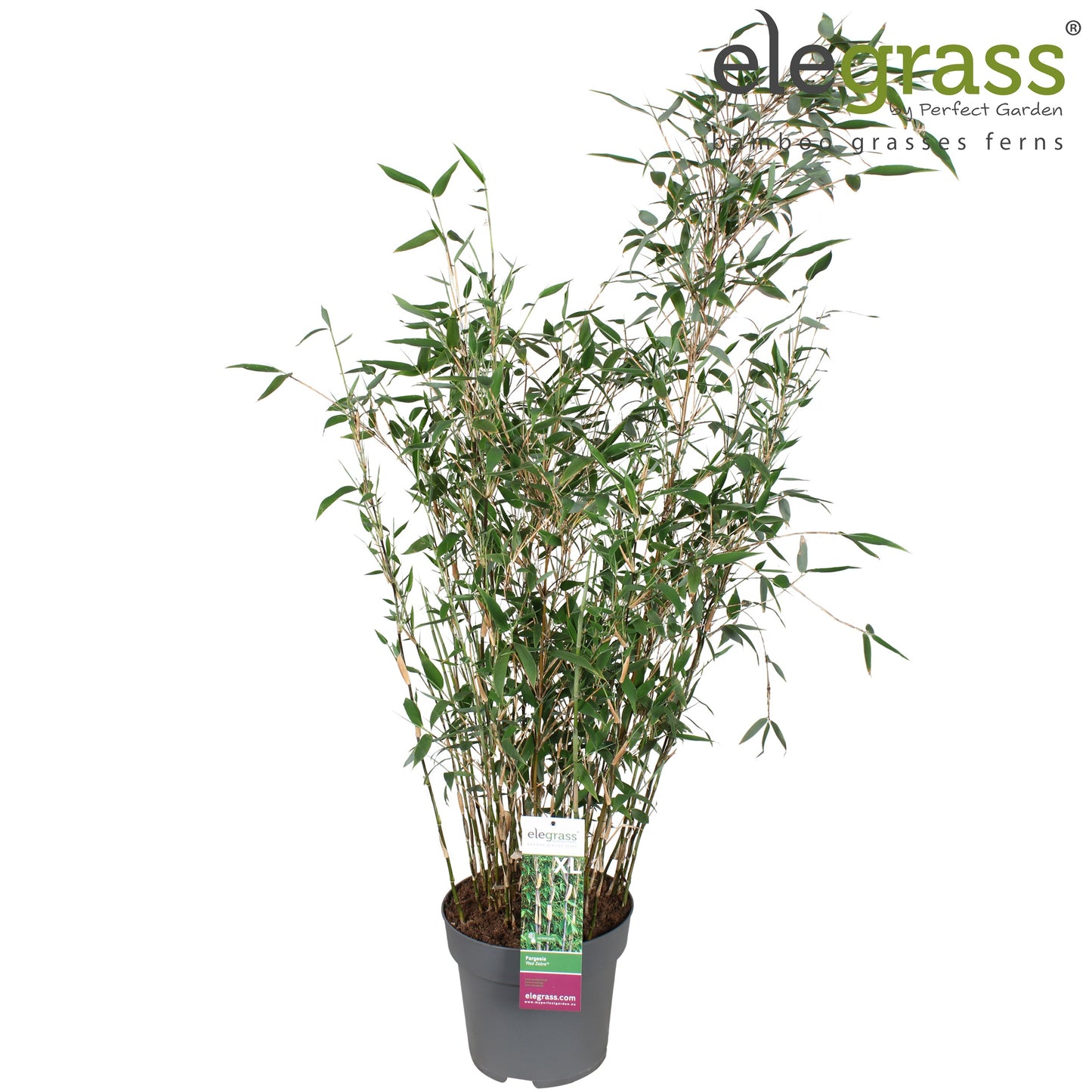 Fargesia murieliae 100cm 29cm Pot