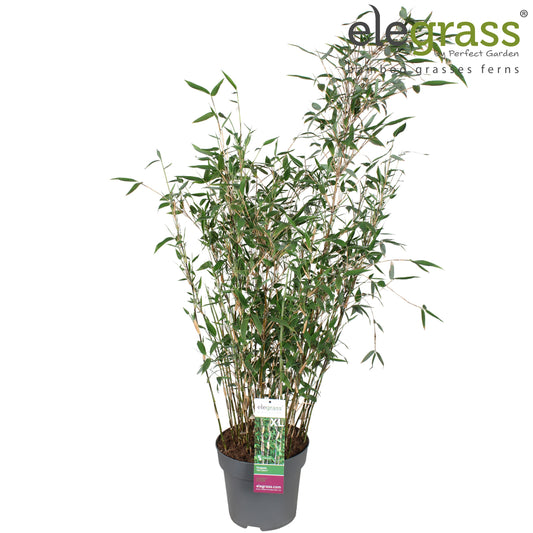 Fargesia murieliae 100cm 29cm Pot