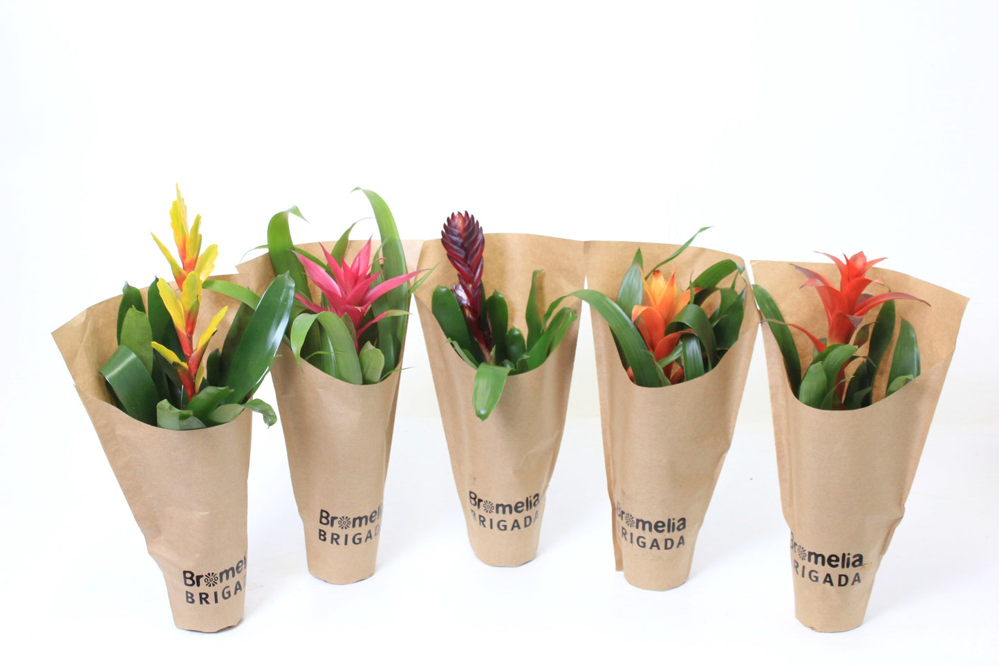 Bromelia mix 40cm 9cm Pot