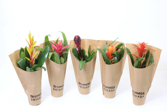Bromelia mix 40cm 9cm Pot