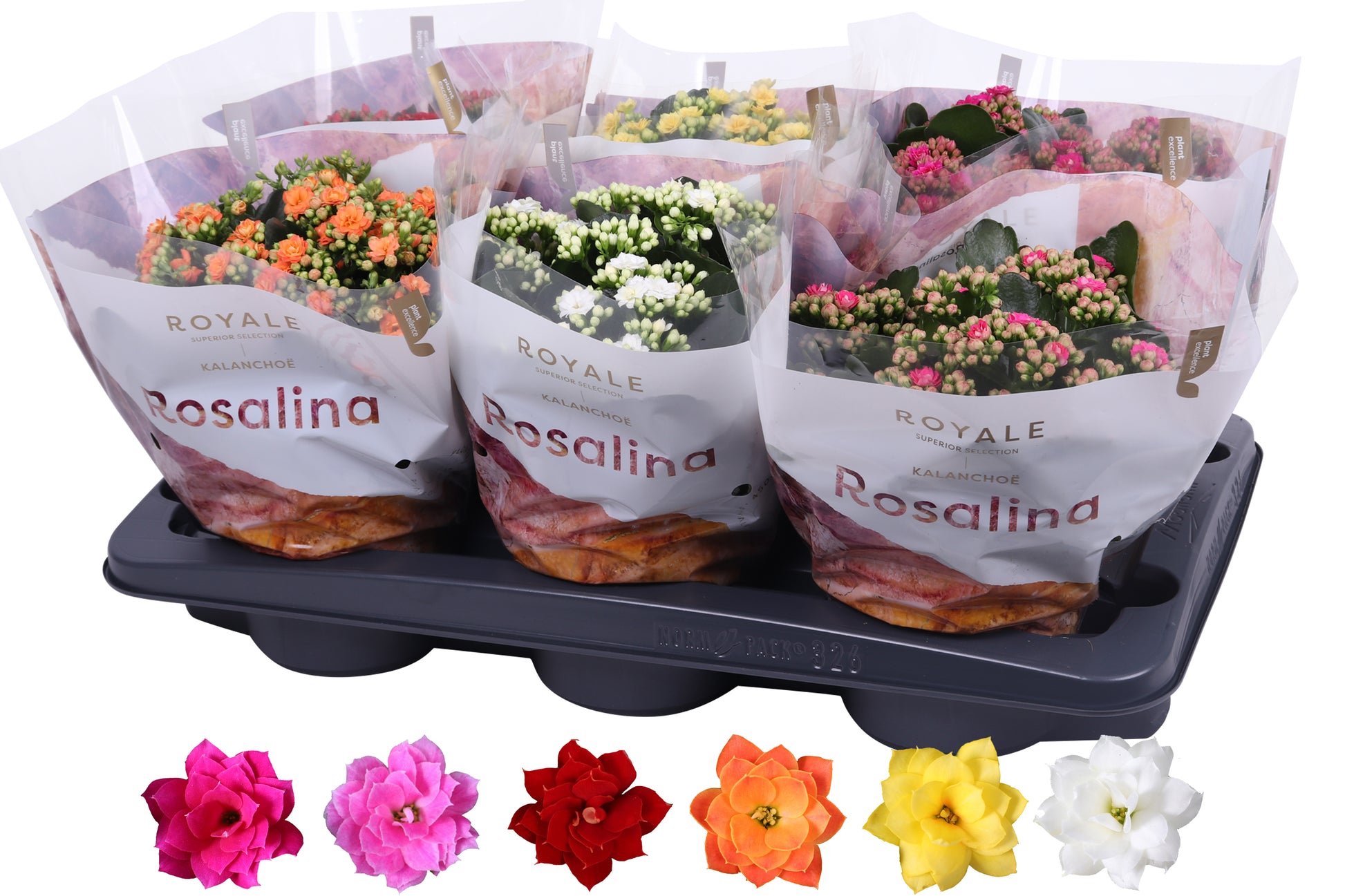 Kalanchoe Rosalina Royale mix 27cm 15cm Pot