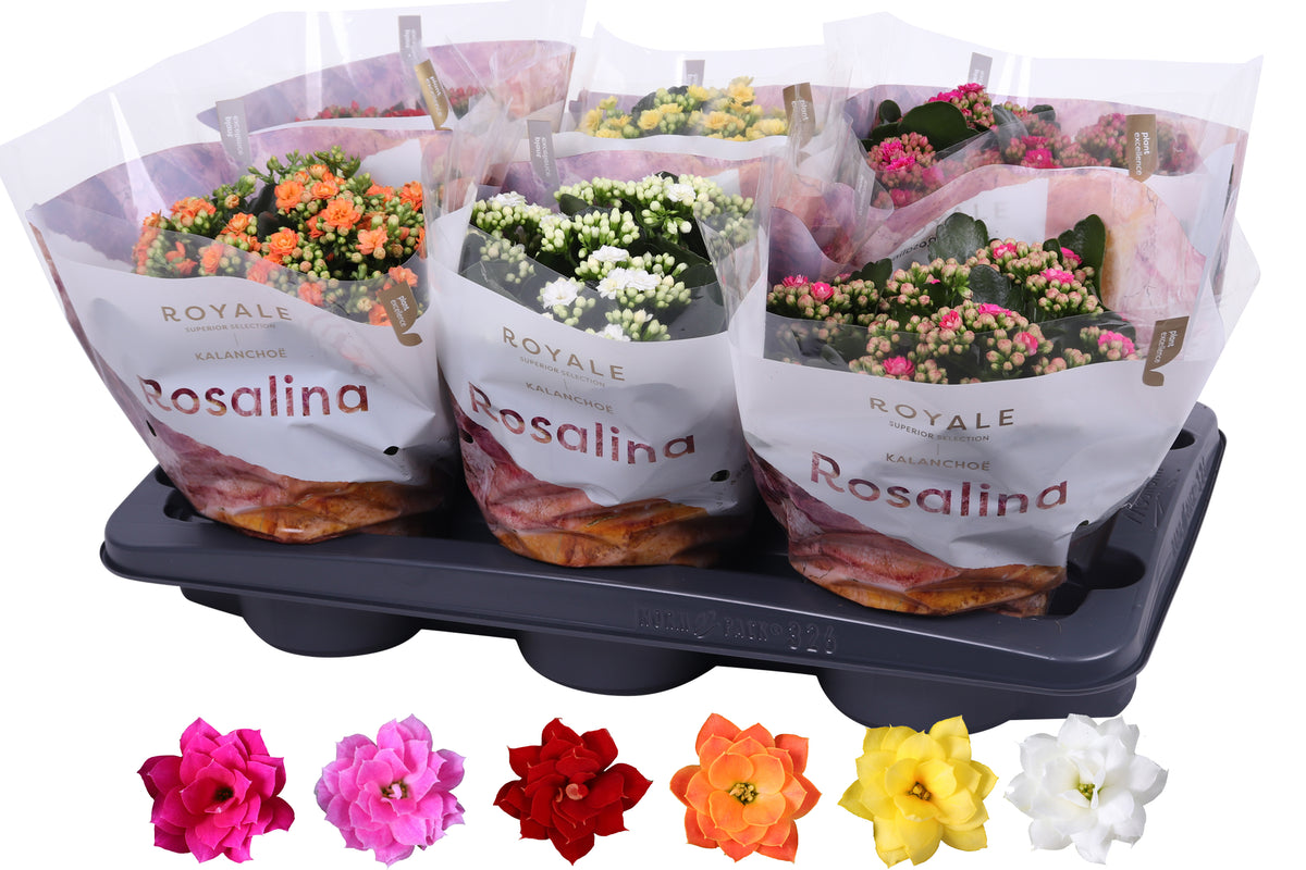 Kalanchoe Rosalina Royale mix 27cm 15cm Pot